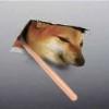 BonkdogeX